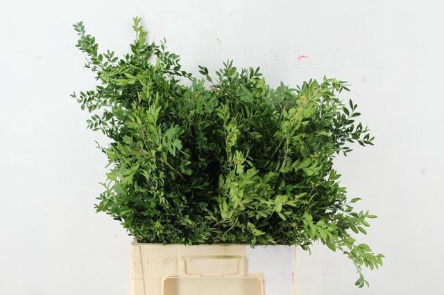 <h4>BUXUS SEMP PER BUNCH</h4>
