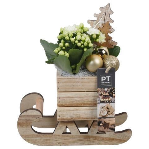 <h4>PTCHG5696 Arrangement Christmas Gold in houten slee</h4>