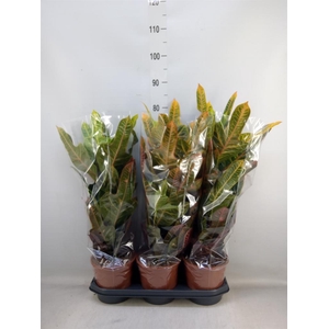 Codiaeum var. GR 'Excellent'