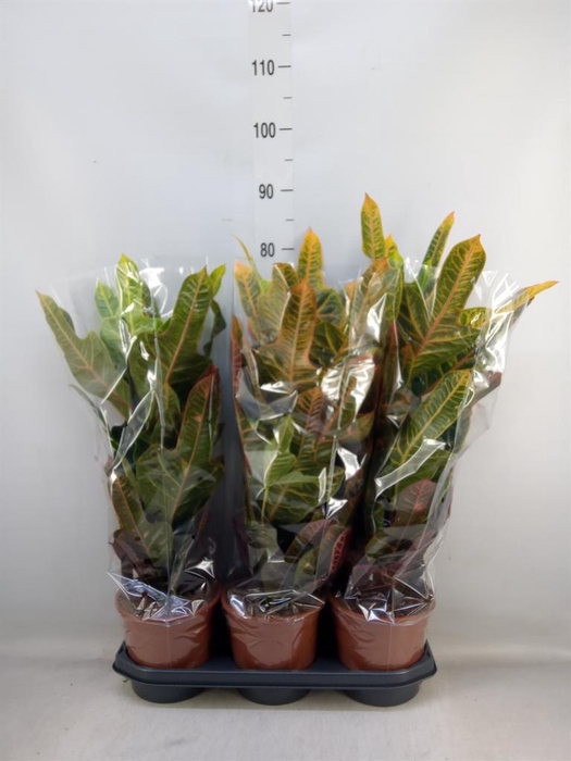 <h4>Codiaeum var. GR 'Excellent'</h4>