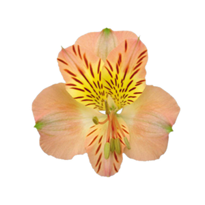 ALSTROEMERIA OPTIMA 080 CM