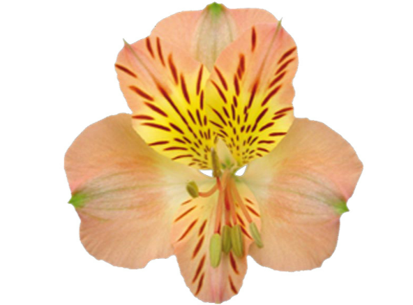 <h4>ALSTROEMERIA OPTIMA 080 CM</h4>