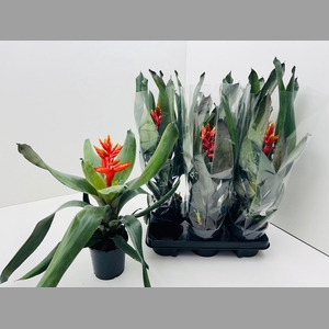 AECH PE ELEGANT FLAM