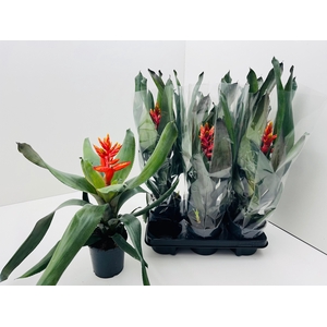 AECH PE ELEGANT FLAM