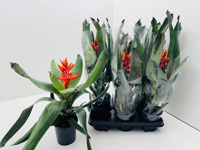 <h4>AECH PE ELEGANT FLAM</h4>