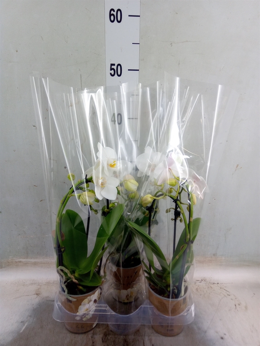 <h4>Phalaenopsis  'Elegant Cascade'</h4>