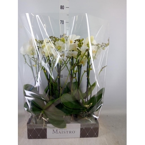 Phalaenopsis   ...white