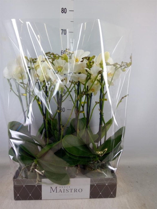 <h4>Phalaenopsis   ...white</h4>