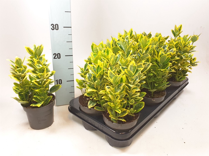 <h4>Euonymus japon. 'Ovatus Aureus'</h4>