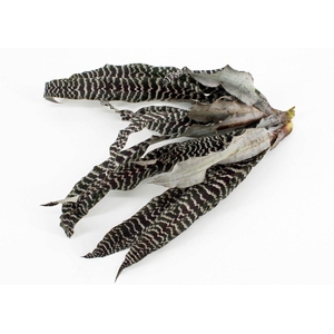 Cryptanthus Zonathus Tig Black