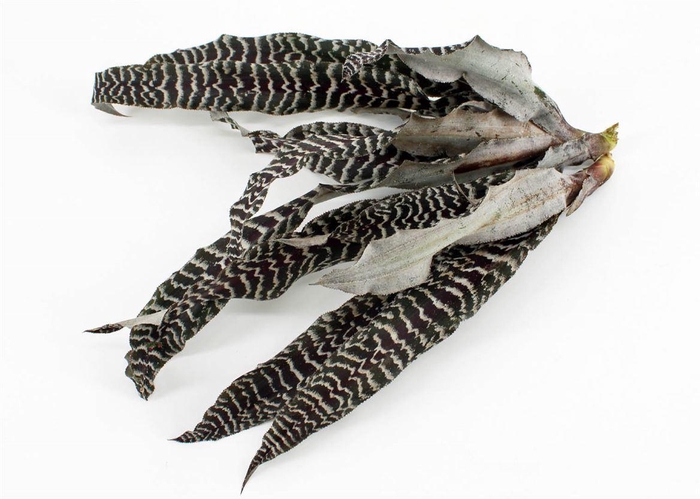 <h4>Cryptanthus Zonathus Tig Black</h4>