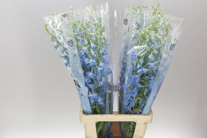 <h4>Delph En Sky Waltz</h4>