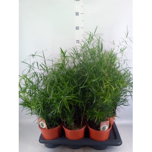 Asparagus falcatus