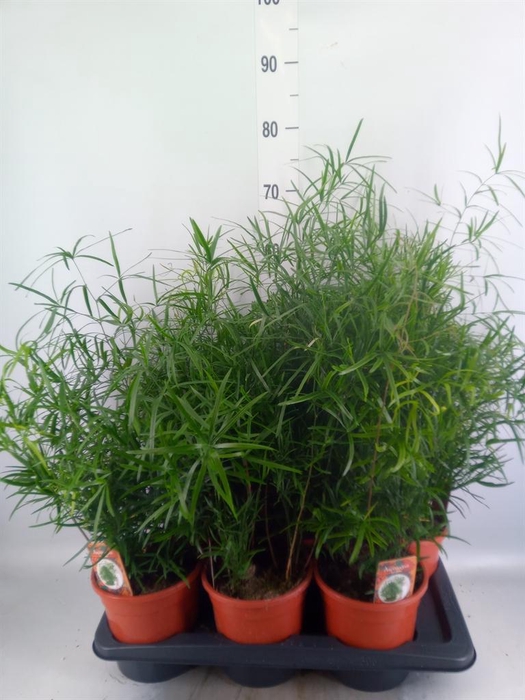 <h4>Asparagus falcatus</h4>