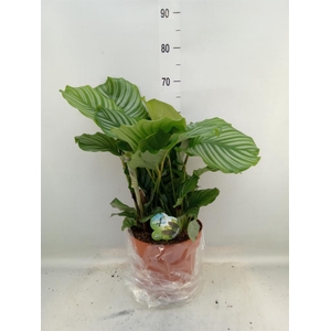 Calathea orbifolia