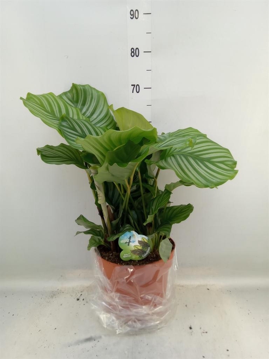 <h4>Calathea orbifolia</h4>