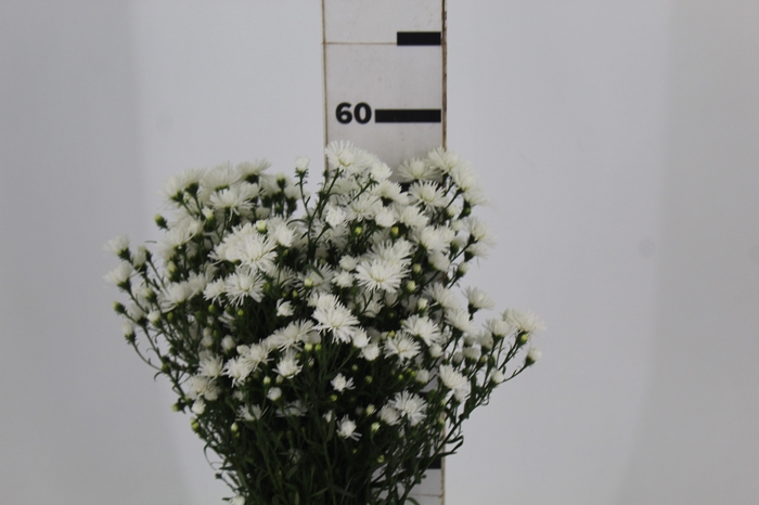 <h4>ASTER MARIANA 050 CM</h4>