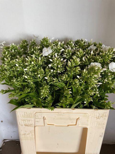 <h4>PHLOX ICECAP</h4>