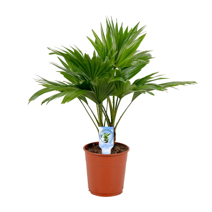 <h4>Livistona rotundifolia</h4>