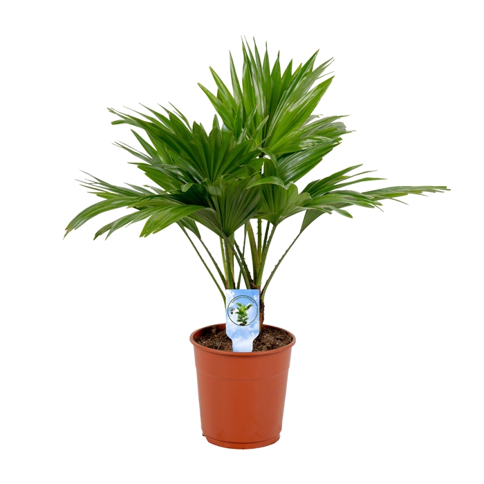 <h4>Livistona rotundifolia</h4>