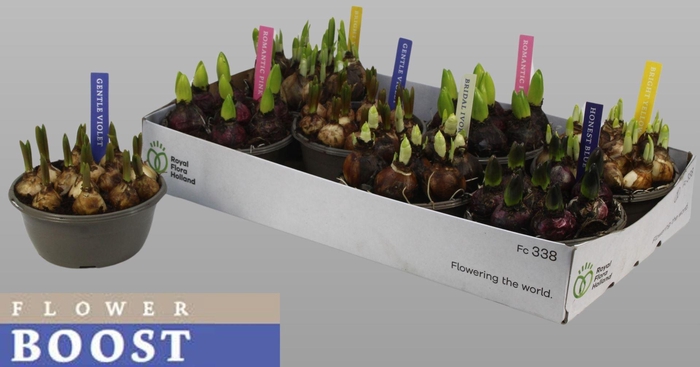 <h4>Bolbloemen gemengd</h4>