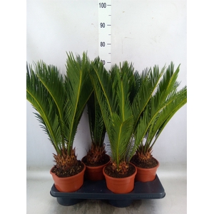 Cycas revoluta
