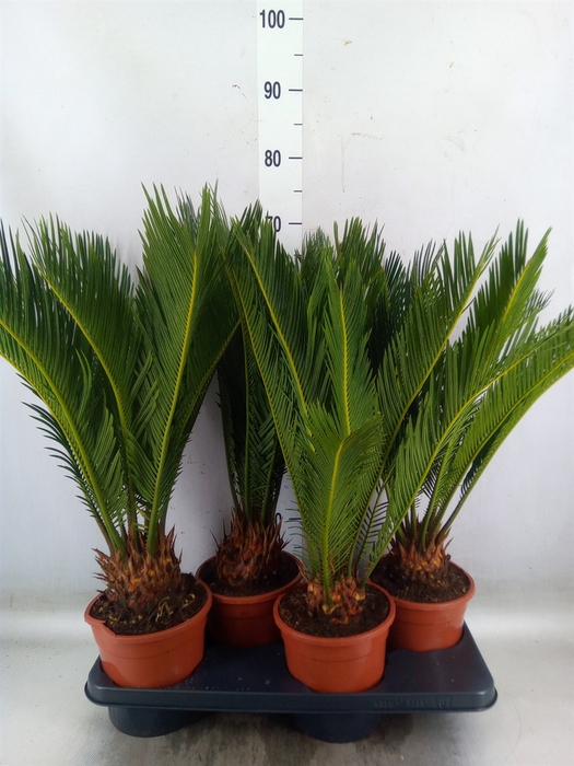 <h4>Cycas revoluta</h4>