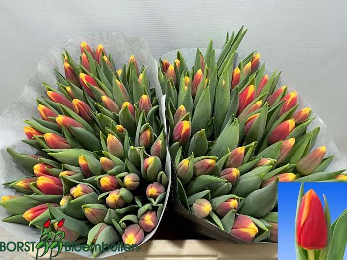 <h4>TU EN SPIRIT</h4>