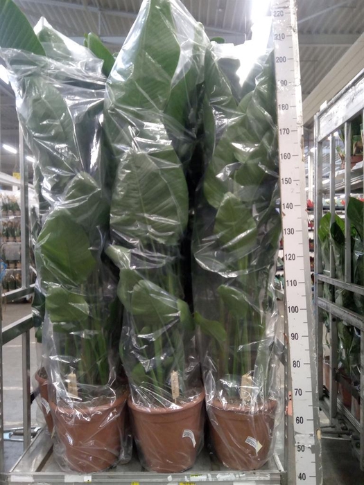 <h4>Strelitzia nicolai</h4>