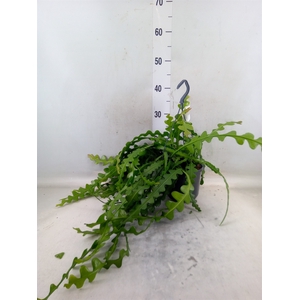 Epiphyllum anguliger