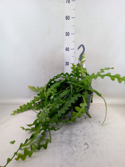 <h4>Epiphyllum anguliger</h4>