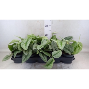 Scindapsus pictus 'Trebie'