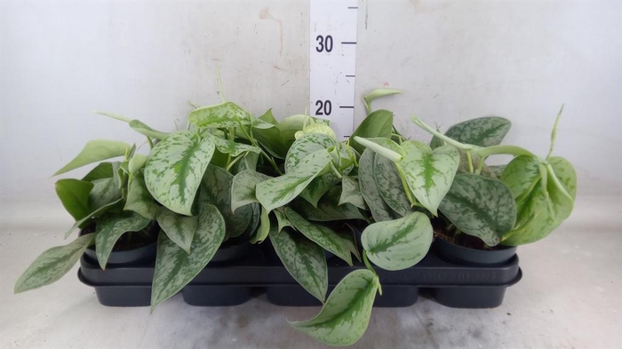 <h4>Scindapsus pictus 'Trebie'</h4>