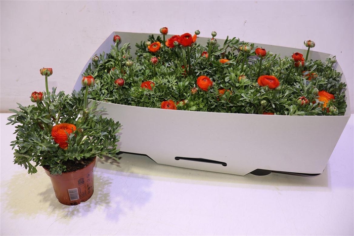 <h4>Ranun Mache Orange</h4>