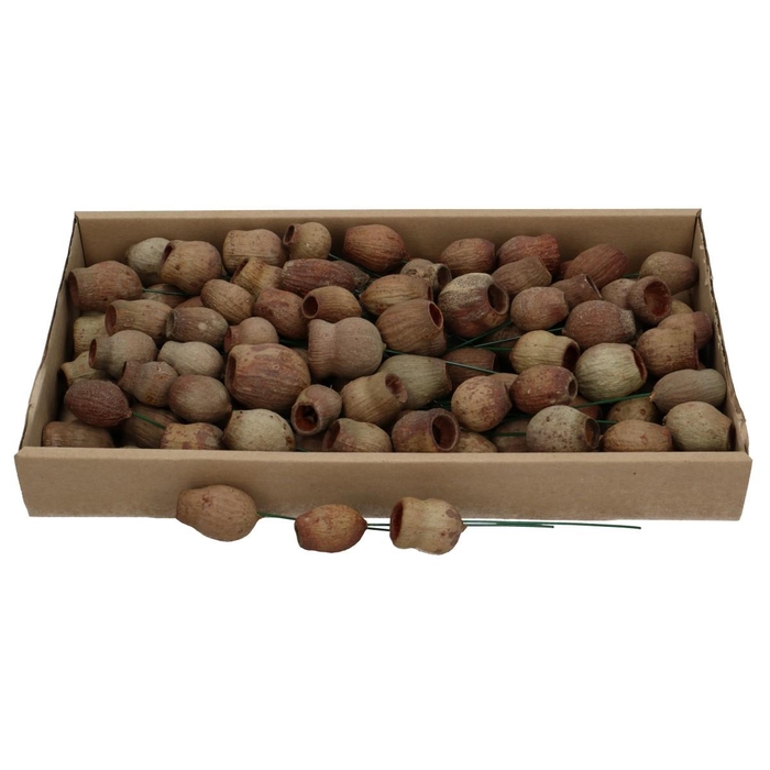 <h4>Droogdeco BellGums/draad x100</h4>