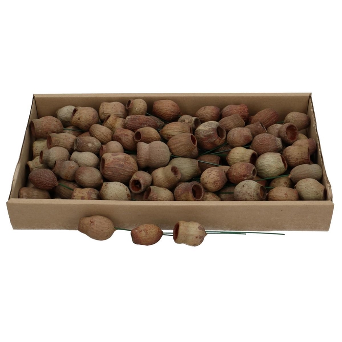 <h4>Droogdeco BellGums/draad x100</h4>