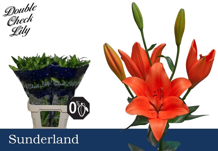 <h4>LI LA SUNDERLAND</h4>