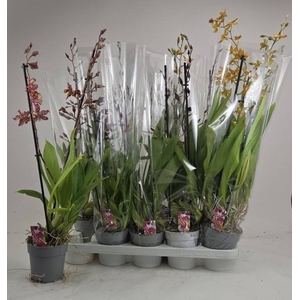 ORCHIDEEEN GEM