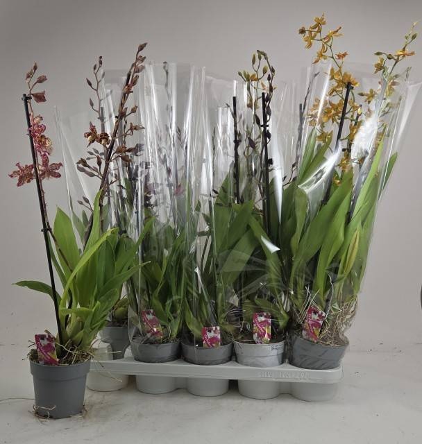 <h4>ORCHIDEEEN GEM</h4>