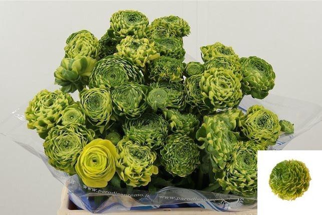 <h4>RAN PON PON FLORA</h4>