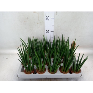 Sansevieria bacularis