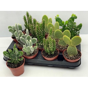 OPUNTIA