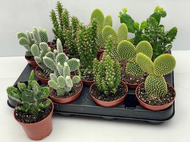 <h4>OPUNTIA</h4>