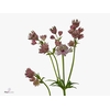 ASTRANTIA MAJOR 'STAR OF AFRICA'