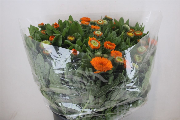 <h4>Calendula Orange Extra P Stem</h4>