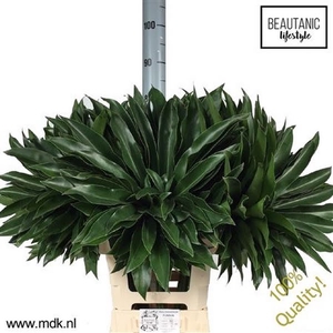 Philodendron Fun Bun 75 cm MDK