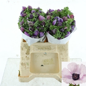 ANEM CO MIS + RARITY