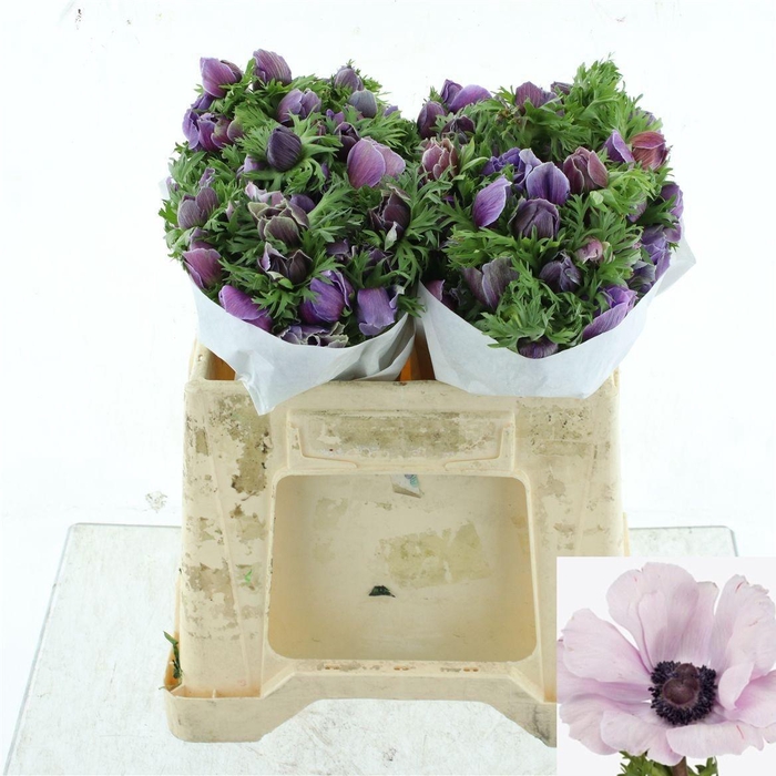 <h4>ANEM CO MIS + RARITY</h4>