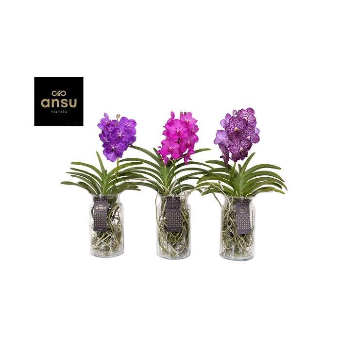 <h4>Vanda Bose XL Colour Mix</h4>