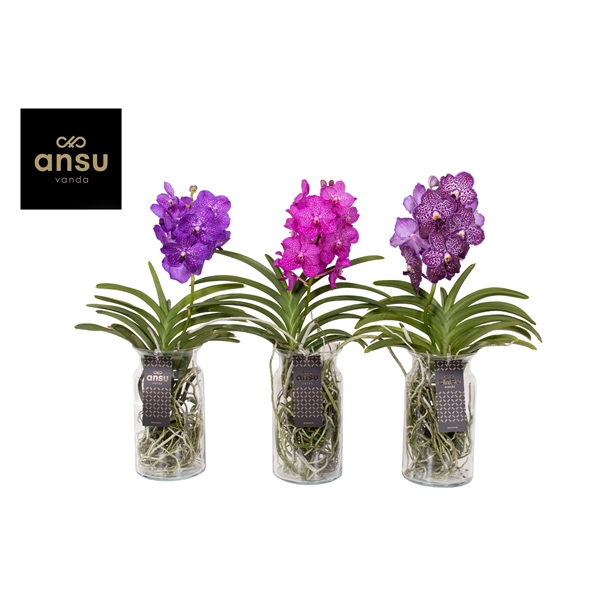 <h4>Vanda Bose XL Colour Mix</h4>